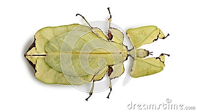 Phyllium giganteum, leaf insect walking leave, phyllidae Stock Photo