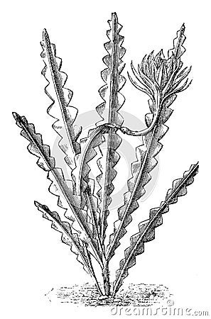 Phyllocactus Anguliger vintage illustration Vector Illustration