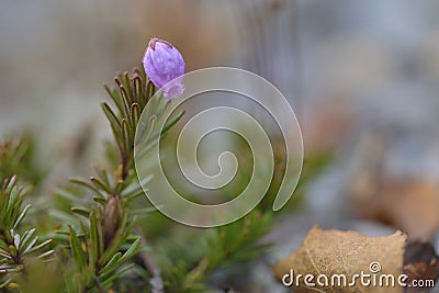 Phyllodoce caerulea Stock Photo