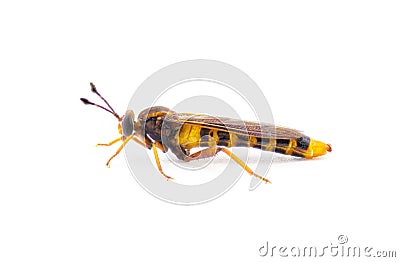 Phyllomydas parvulus is a species of mydas fly in the family Mydidae. Large insect with clubbed antennae that resemble a wasp. Stock Photo