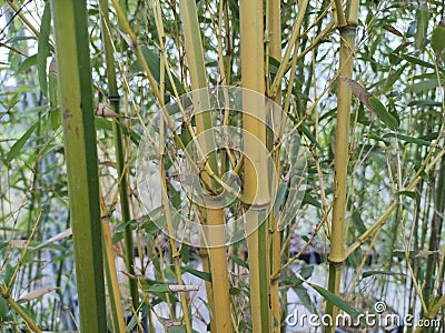 Phyllostachys aureosulcata 'Spectablis' Stock Photo