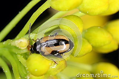 Phyllotreta nemorum, the turnip flea beetle or yellow-striped flea beetle - a pest of Brassica oleracea, B. rapa and B. napus. Stock Photo