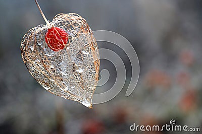 Physalis Stock Photo