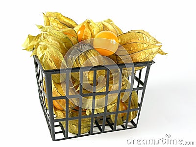 Physalis Stock Photo