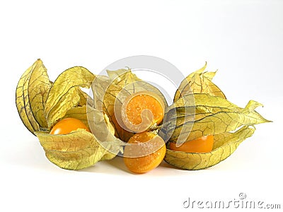 Physalis Stock Photo