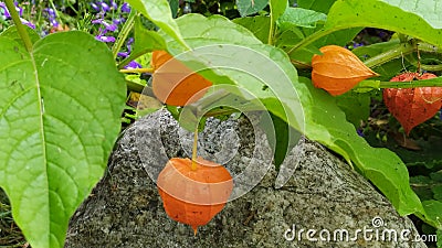 Physalis. Beautifully flowering shrubs in the garden. Physalis autumn bloom Stock Photo