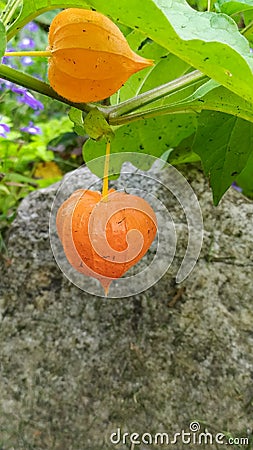 Physalis. Beautifully flowering shrubs in the garden. Physalis autumn bloom. Vertical photo Stock Photo