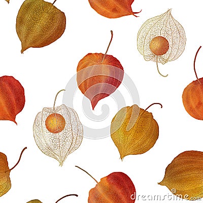 Physalis buds. Cape gooseberry flowers seamless watercolor pattern Golden berry colorful botanical illustration Autumn berries Cartoon Illustration