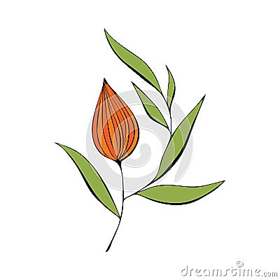 Physalis contour colored orange green stylized hand drawing isolated on a white background. Vector Illustration