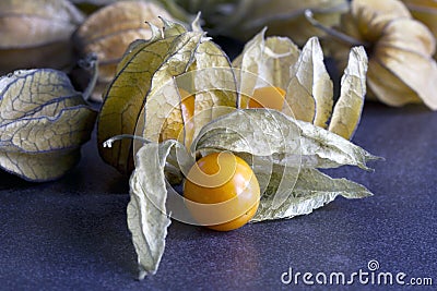 Physalis on a dark background Stock Photo