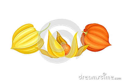 Physalis or Indian Ginseng Papery Husk or Calyx Enclosing Small Orange Fruit Vector Illustration Vector Illustration