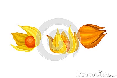 Physalis or Indian Ginseng Papery Husk or Calyx Enclosing Small Orange Fruit Vector Illustration Vector Illustration