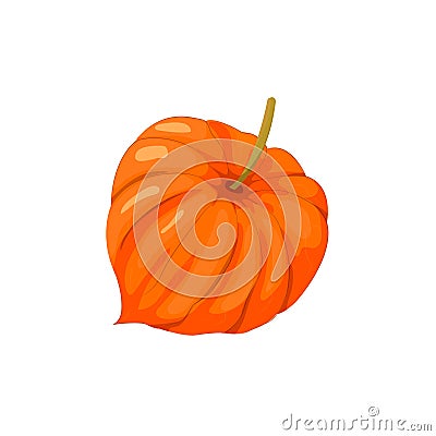 Physalis orange fruit, tropical exotic food. Vector Illustration