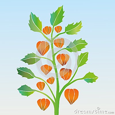 Physalis ornamental plant Vector Illustration