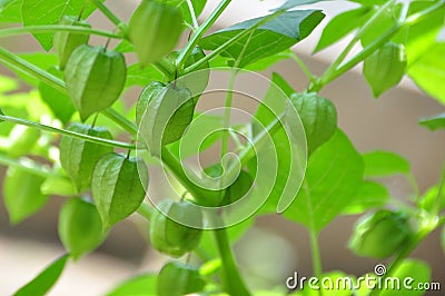 Physalis peruviana Cherry Stock Photo