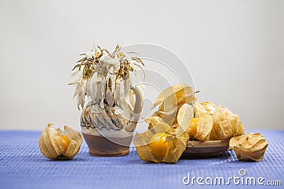 Physalis Peruviana fruits in a basket and dried snowdrops in a ceramic pot Stock Photo