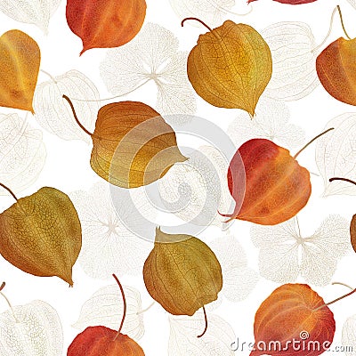 Physalis red orange flowers seamless watercolor pattern Cape gooseberry buds structure Golden berry botanical illustration Cartoon Illustration