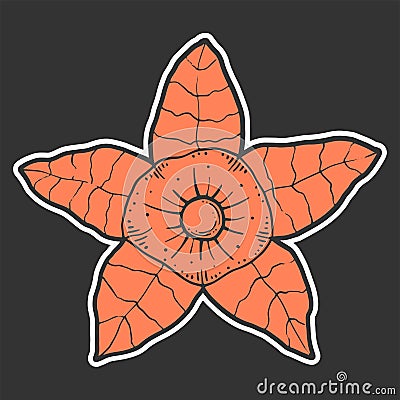 Physalis. Vector concept in doodle and sketch style Cartoon Illustration