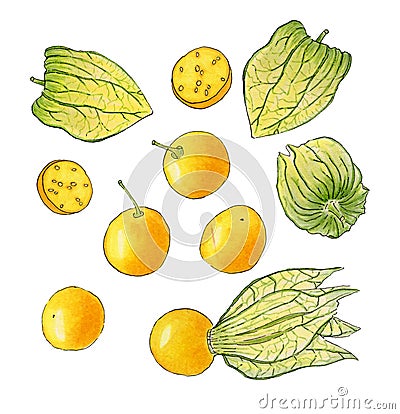 Physalis watercolor illustration Cartoon Illustration