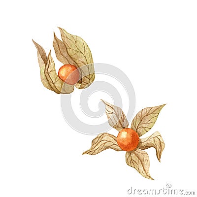 Physalis watercolor illustration isolated on white background. Cartoon Illustration