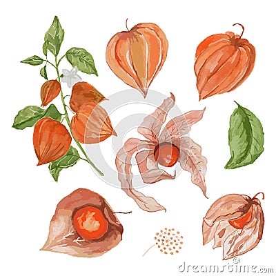 Physalis watercolor. Vector illustration for wallpaper, wrapping paper, textile, cosmetic, package design, background Vector Illustration