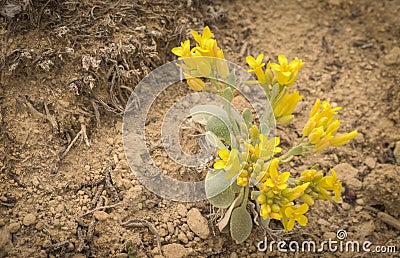 Physaria acutifolia Double Bladderpod Yellow Wildflowers Stock Photo