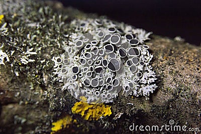 Physcia aipolia, commonly known as Hoary rosette lichen, is a species of fungal lichen in the genus Physcia Stock Photo