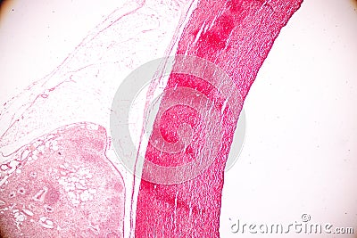 Physiology of the Arteries and Veins for education in laboratory. Stock Photo