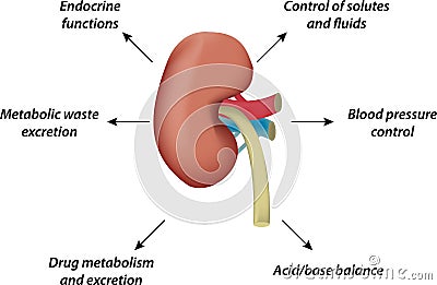 Physiology of the Kidney Vector Illustration