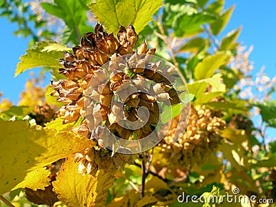 Physocarpus opulifolius fruit clusters Stock Photo