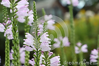Physostegia virginiana pink in the garden Stock Photo