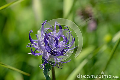 Phyteuma orbiculare flower. Common name round-headed rampion or Round head devil`s claw Stock Photo