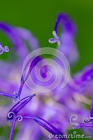 Phyteuma orbiculare flower growing in mountains, close up shoo Stock Photo