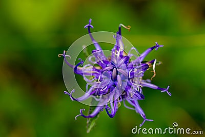 Phyteuma orbiculare flower growing in mountains Stock Photo