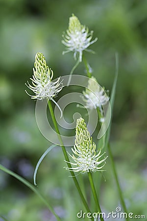 Phyteuma spicatum flowers, closeup Stock Photo