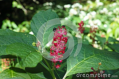 Pink flower of American pokeweed, bright in sunlight, blurred background Stock Photo