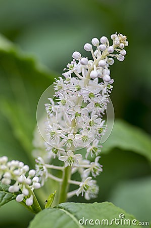 Phytolacca esculenta shrub in bloom, group of white flowers on branches on flowering bush Stock Photo