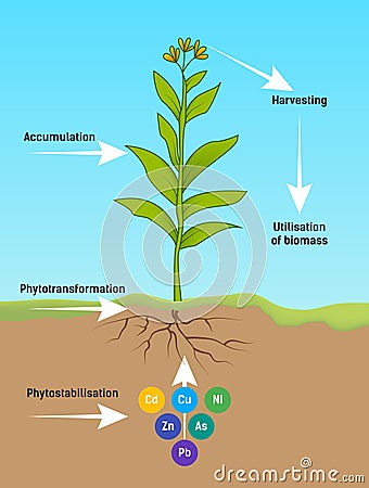 Phytoremediation. Phytotransformation Stock Photo