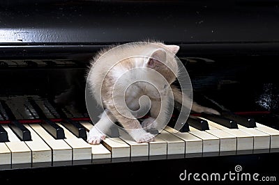 Piano cat Stock Photo