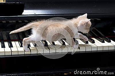 Piano cat Stock Photo