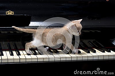 Piano cat Stock Photo