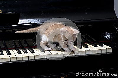 Piano cat Stock Photo