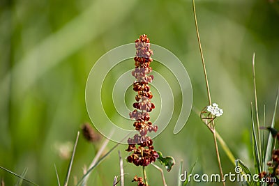 Pianta di Sommacco Stock Photo