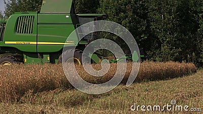 Piante asciutte di pease del raccolto della mietitrebbiatrice nel campo agricolo stock footage Piante asciutte di pease del raccolto della mietitrebbiatrice nel campo agricolo stock footage