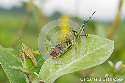 Pianted Grasshoper Stock Photo