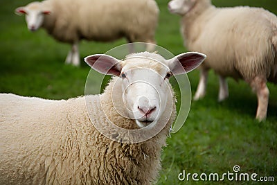 Pic Selective focus on sheep in farm setting, portraying rural charm Stock Photo