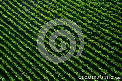 Pic Top view of green country field, agriculture concept Stock Photo