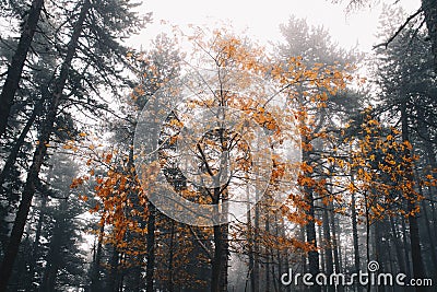 Autumn Tree in the middle of a winter forest Stock Photo