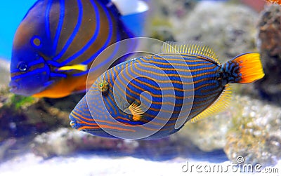 Picasso trigger fish Stock Photo