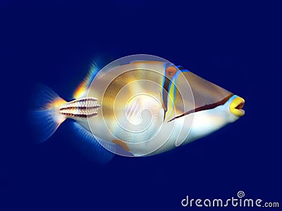 Picasso triggerfish Stock Photo